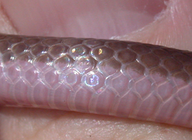 Eastern Worm Snake